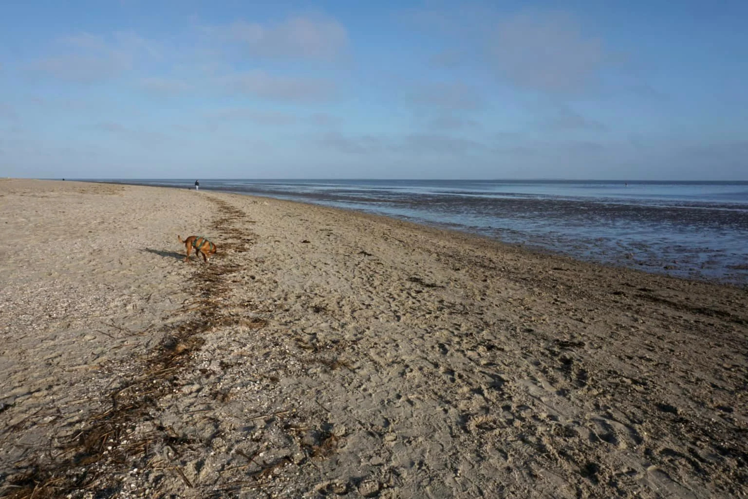 Der Hundestrand in Schillig ist weitläufig | Foto: Sina Dieterle