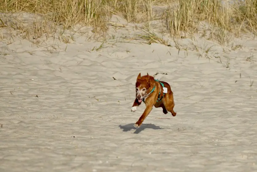 Außerhalb der Saison können Hunde am Hundestrand Schillig herrlich toben | Foto: Sina Dieterle