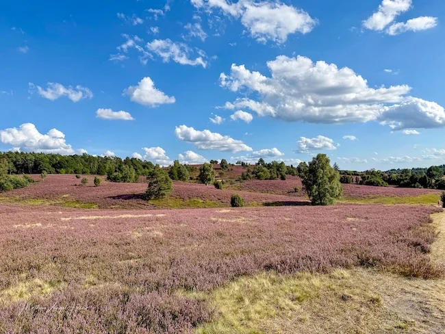 Hinter jeder Wegbiegung warten noch mehr Heide ....