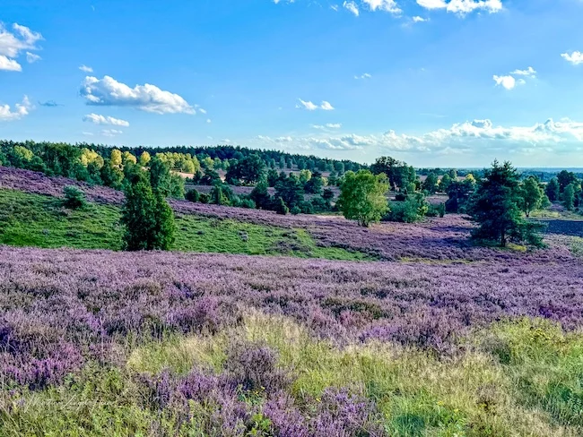 ... und noch mehr lila Heide!