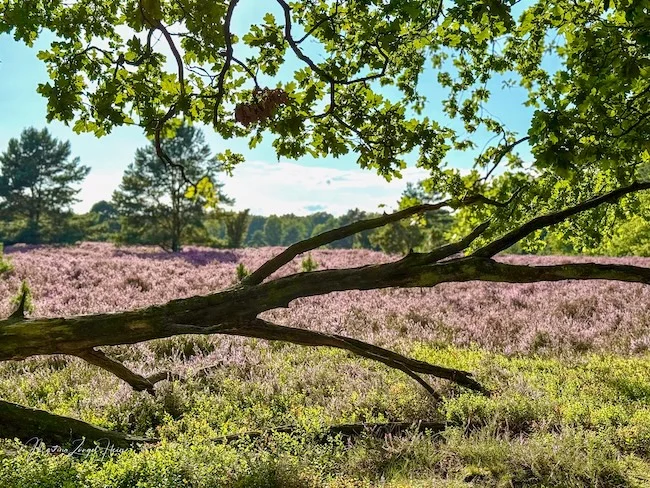Die Heideblüte rund um den Wilseder Berg ist ein Augenschmaus