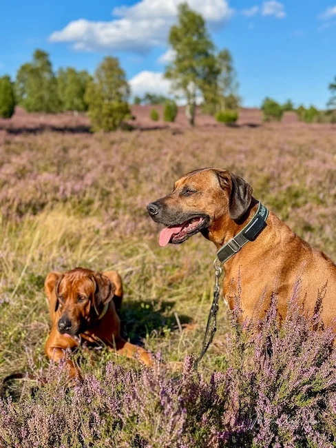 Raban und Charly beim Heideblüten-Shooting ...