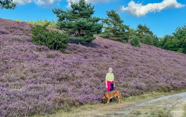 Wir haben viel Heideblüte erlebt und Gott sei Dank keine Kreuzotter gesehen.