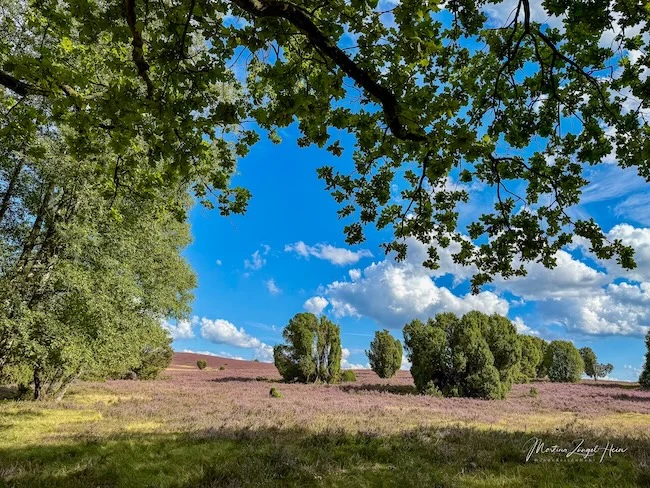 Noch sieht die bühende Heide "ganz normal" aus.