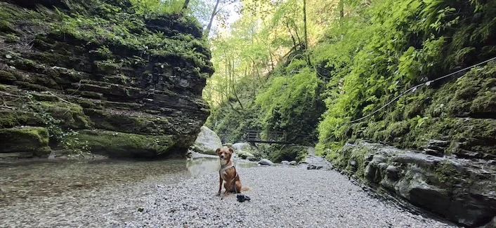 Slowenien mit Hund? Sara kann das nur empfehlen | Foto: Sabine Voltz